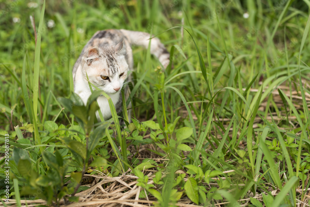 gray cat walk gray cat walk