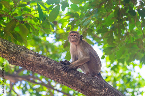 Adult monkey in Sri Lanka forest