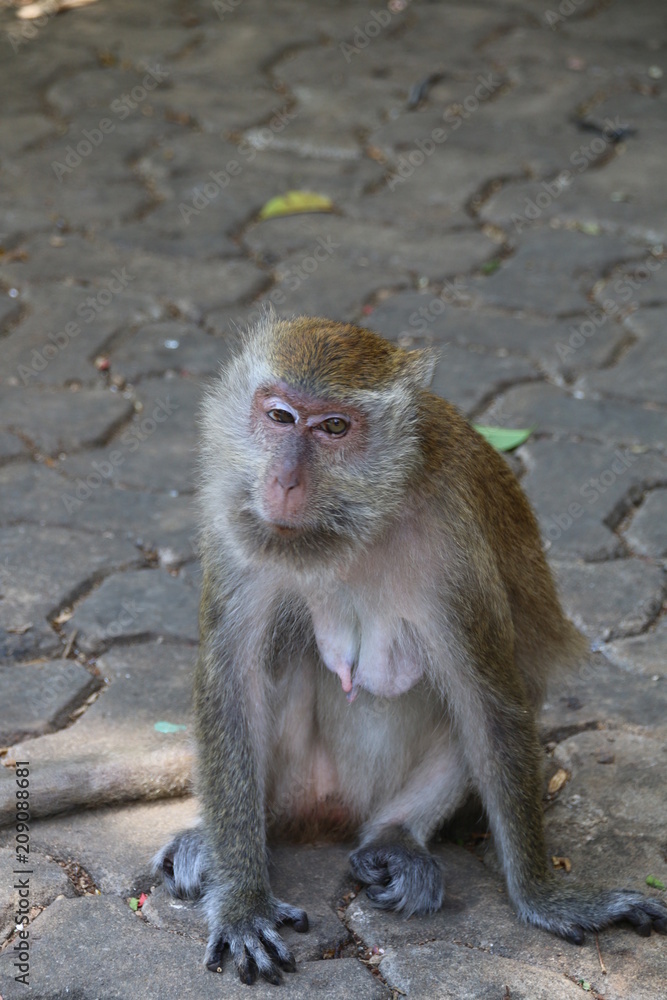 The monkey is at the temple of Thailand. The monkey is at the temple of Thailand.