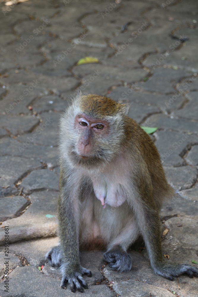 The monkey is at the temple of Thailand.