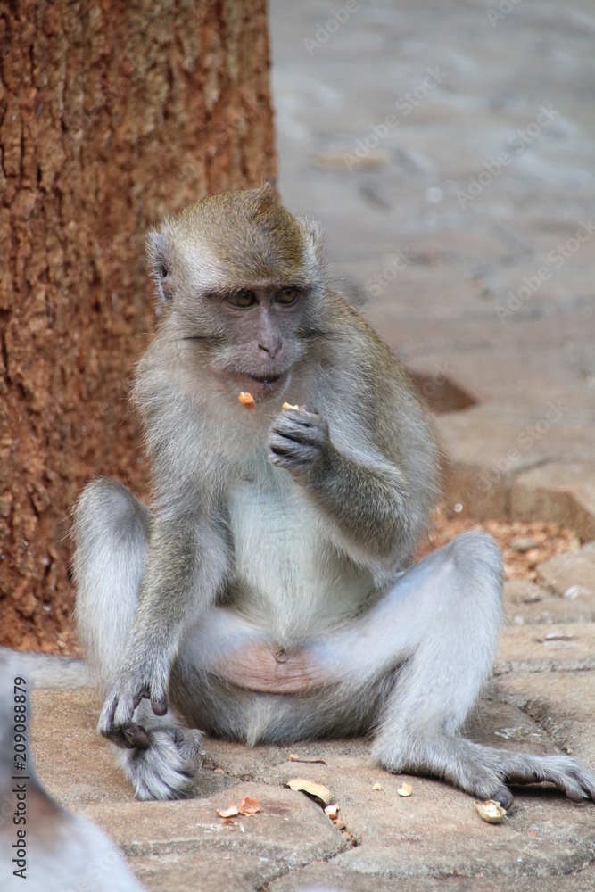 The monkey is at the temple of Thailand.