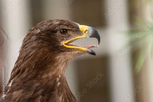eagle head with an open beak