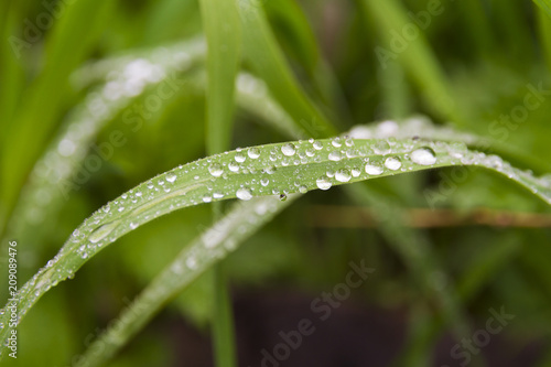 grass after rain