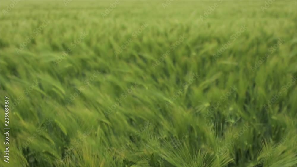 Green wheat field on a windy day. Close up. Countryside landscape, agricultural fields, meadows, farmlands in spring. Environment friendly farming, industrial agriculture concept Green wheat field on a windy day. Close up. Countryside landscape, agricultural fields, meadows, farmlands in spring. Environment friendly farming, industrial agriculture concept