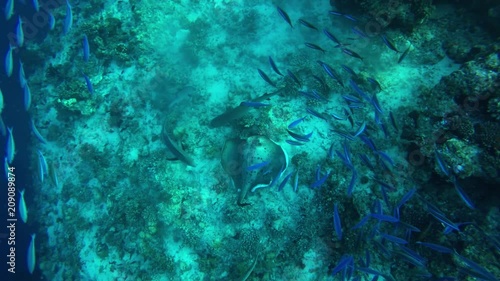 Haie, Füsilier und Blauflossenmakrelen umkreisen einen Stachelrochen photo