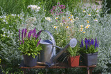 Garden works - planting and care of perennials / Salvia Sensation Deep Rose & Salvia Marcus & Molinia