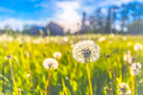 Dandelions in the field. Photo from Sotkamo, Finland.