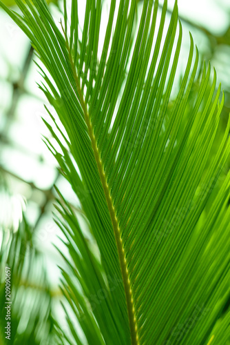 Leaves of Sago palm - Cycas revoluta.