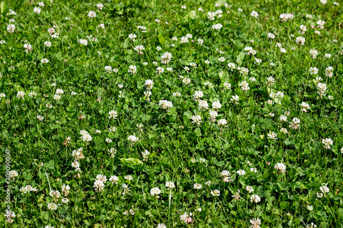 Green plants spring background