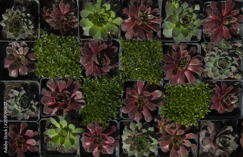 evergreen succulent plants . Floral background. Selling plants in a flower shop. Floral background from multicolored succulents. Wall mural a living wall of evergreen plants.