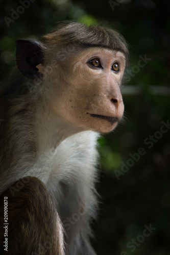 wild Toque Macaque endemic to Sri Lanka