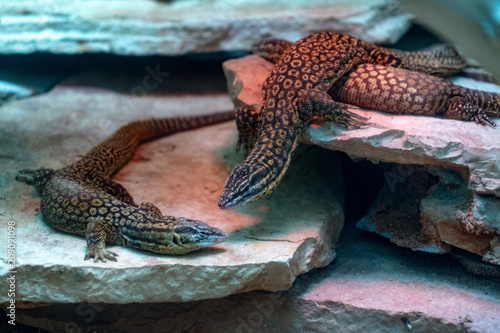 Varanus acanthurus asian lizard photo