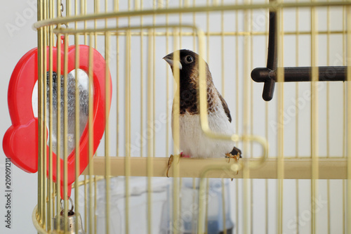 small japanese sparrow photo