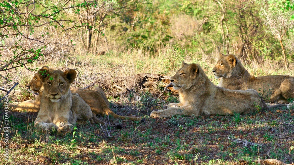 Lion Family resting in the shades - Safari - South Africa Lion Family resting in the shades - Safari - South Africa