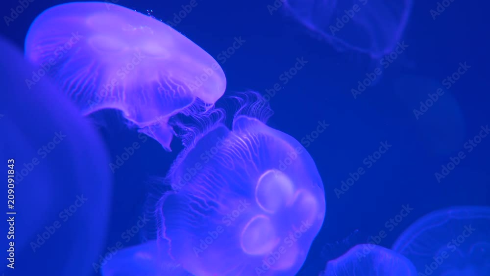 Jellyfish swimming in underwater. 4K Resolution Jellyfish swimming in underwater. 4K Resolution