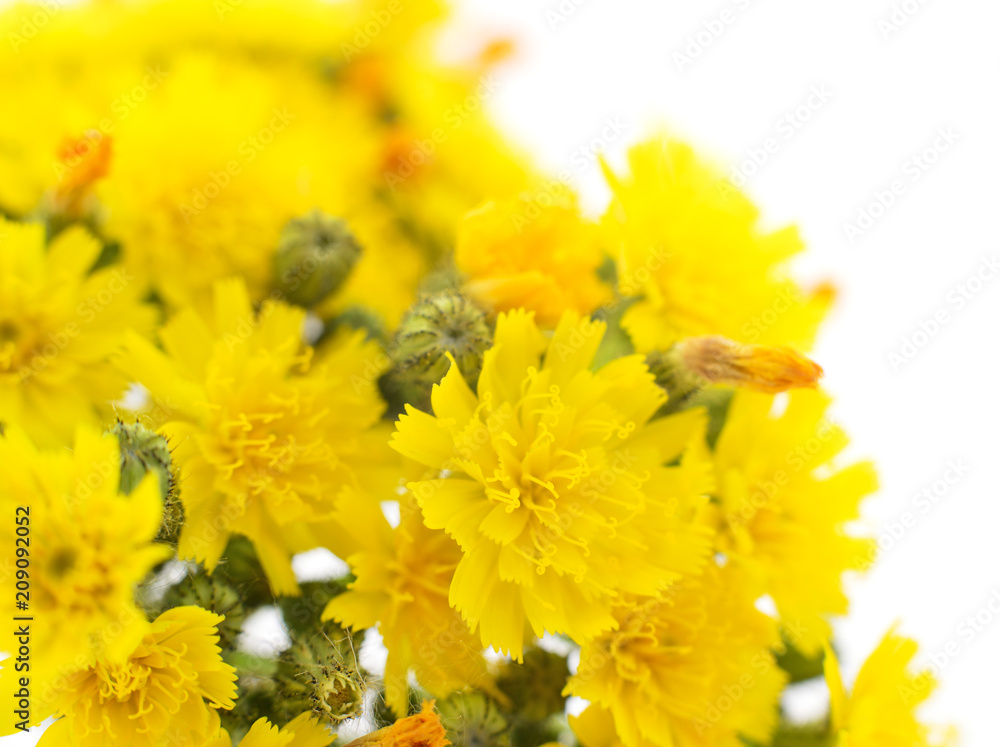 Yellow flowers background. Yellow flowers background.