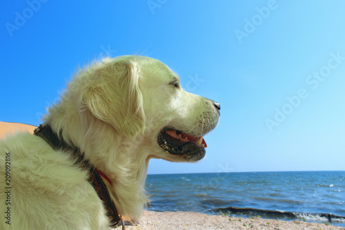 Cropped Shot Of A Dog Over Blue Ocean Background. Golden Retriever At The Ocean Beach. Travel, Animals, Pets Concept. Dog Outdoors, Close-Up. © diesel_80
