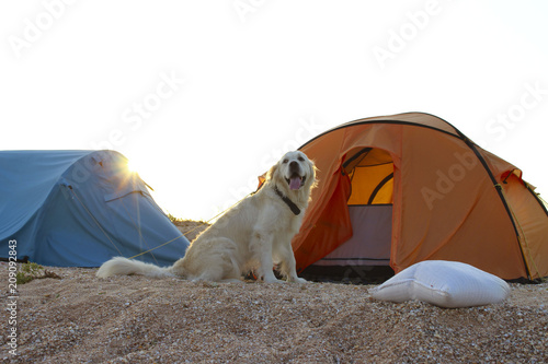 The dog is lying near tent.Camping tent in wilderness by the seaside. Tent. Dog. Golden Retriever guarding tent and gear for a hike.
 photo