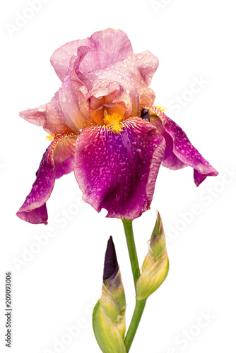 Fototapeta Naklejka Na Ścianę i Meble -  wet yellow and purple color iris flower isolated on white background