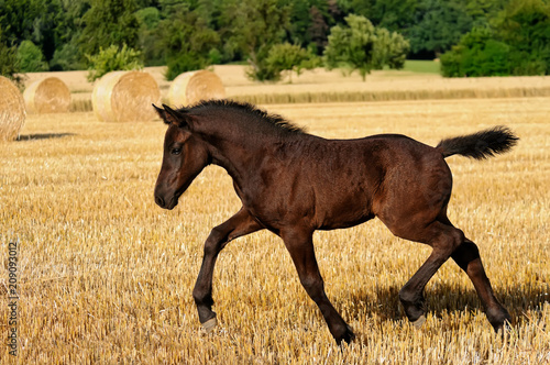 A female foal, German heavy warmblood horse baroque type, goes at a trot  photo