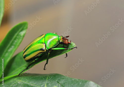 Африканская бронзовка (Coelorrhina hornimani) крупным планом photo