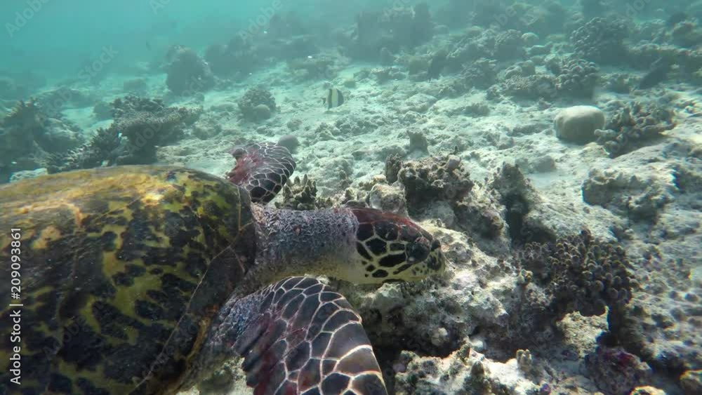 a turtle swims in a reef and seeks food a turtle swims in a reef and seeks food