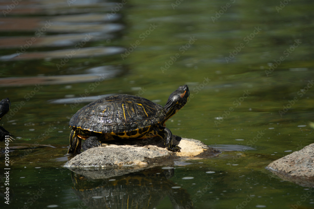 Obraz premium Turtle Rock