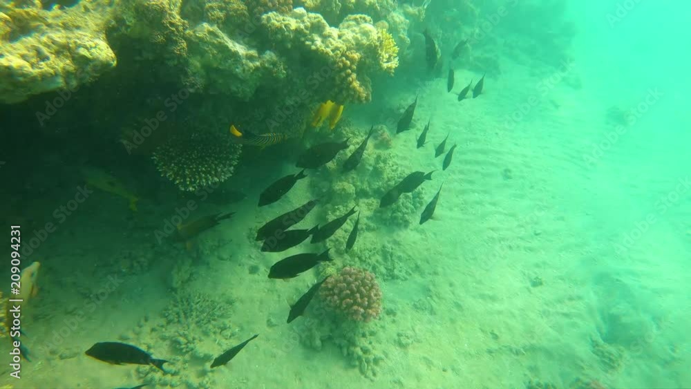 Fish of the Red Sea. Multicolored fish swim over the corals Fish of the Red Sea. Multicolored fish swim over the corals