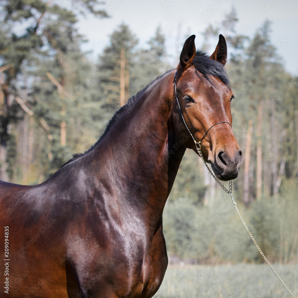 Portrait of chestnut horse on the background of summer fields Portrait of chestnut horse on the background of summer fields