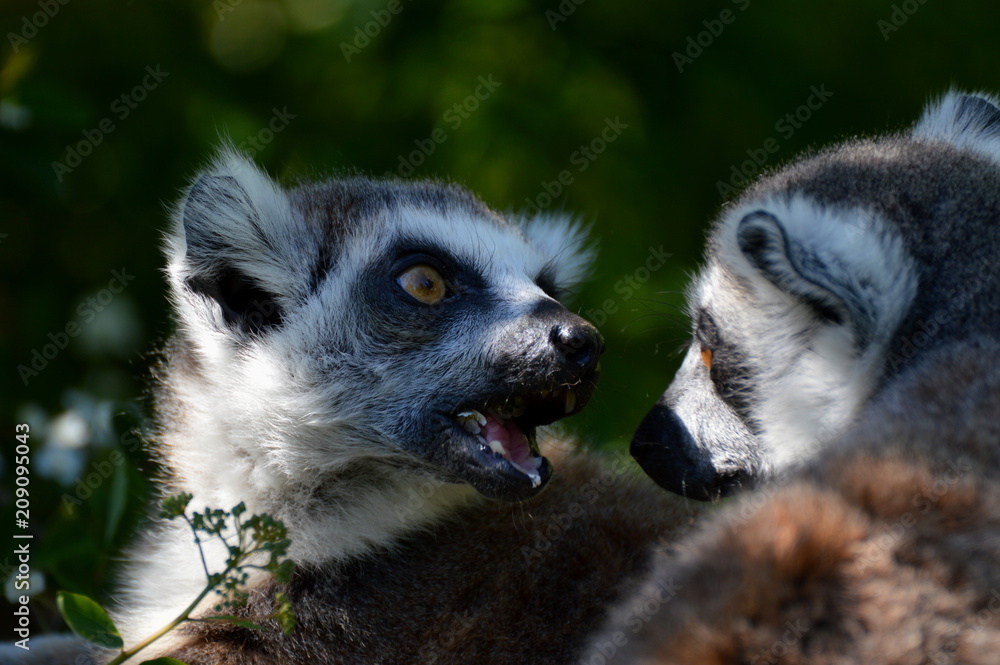 two lemurs