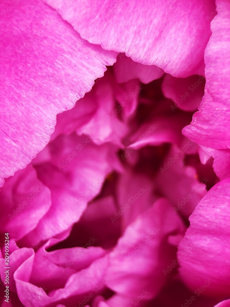Beautiful scarlet peony flower in the Park close up Beautiful scarlet peony flower in the Park close up