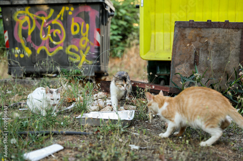 Homeless cats eating remnants of food next to trash cans.
