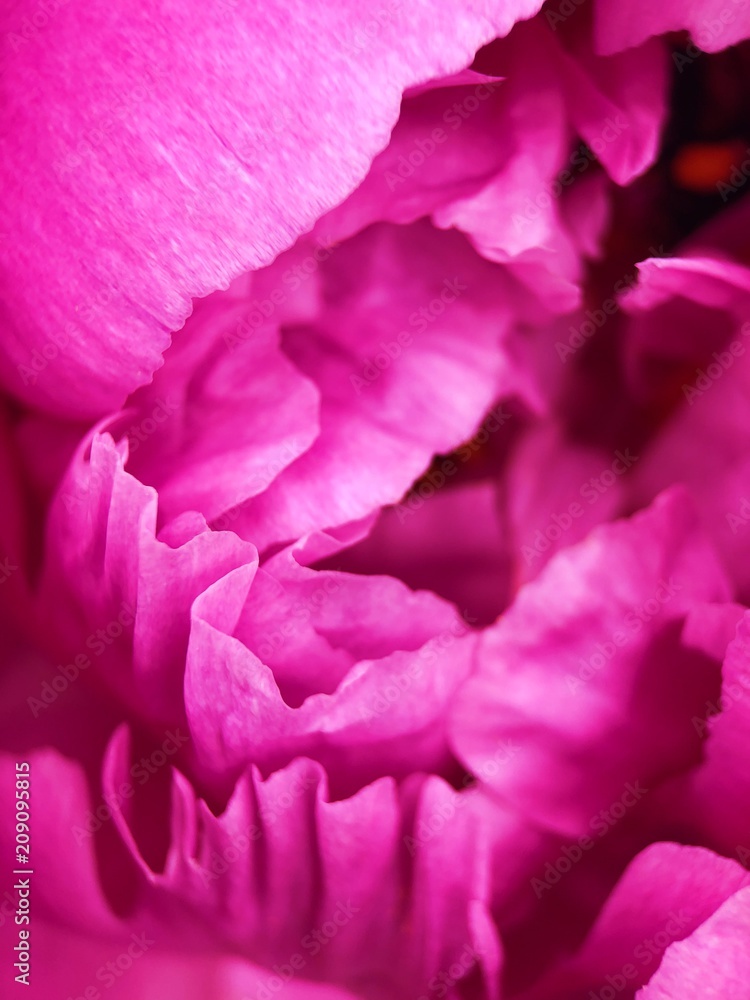 Beautiful scarlet peony flower in the Park close up 