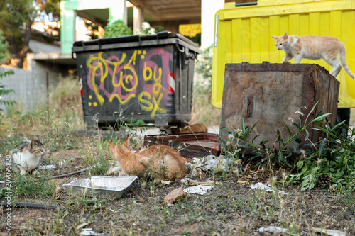 Photography Homeless cats eating remnants of food next to trash cans.