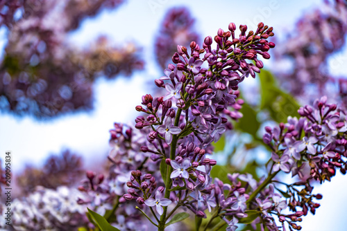 Blossomed lilacs