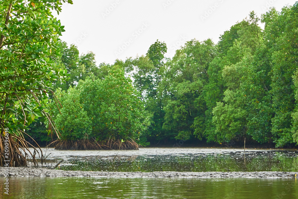 Mangrove forest in mangrove forests of Thailand. Mangrove forest in mangrove forests of Thailand.