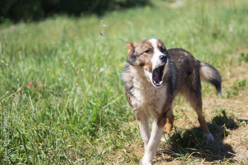 a stray dog living in the forest screams a stray dog living in the forest screams