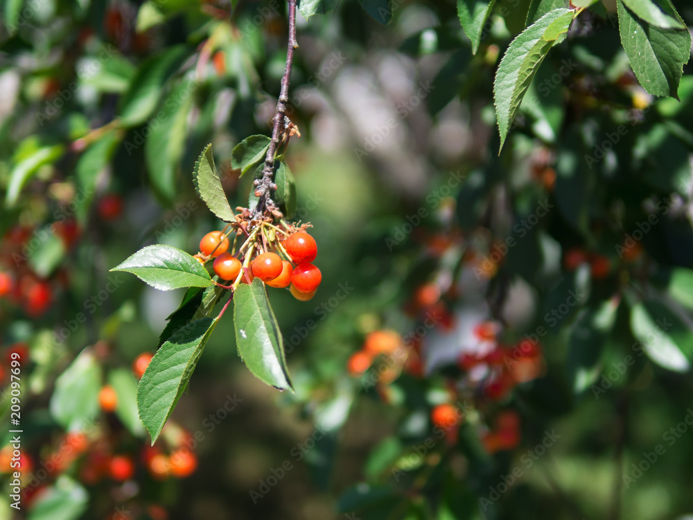 Tree with ripe red cherries