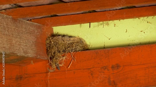 Black redstart (Phoenicurus ochruros) feeding chicks in nest photo