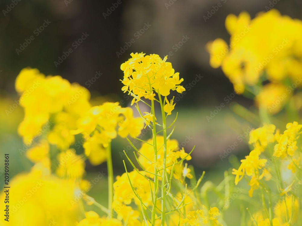 colza rapeseed yellow flower