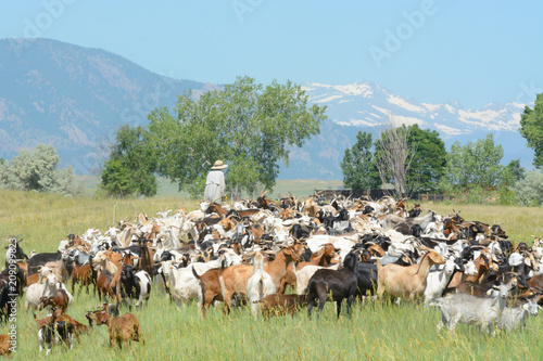 Fotografie Unrecognizable goatherd herding goat herd in field below Rocky Mountains to prov