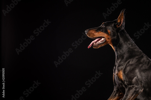 Closeup portrait of Doberman Pinscher Dog Looking in Camera on Black background