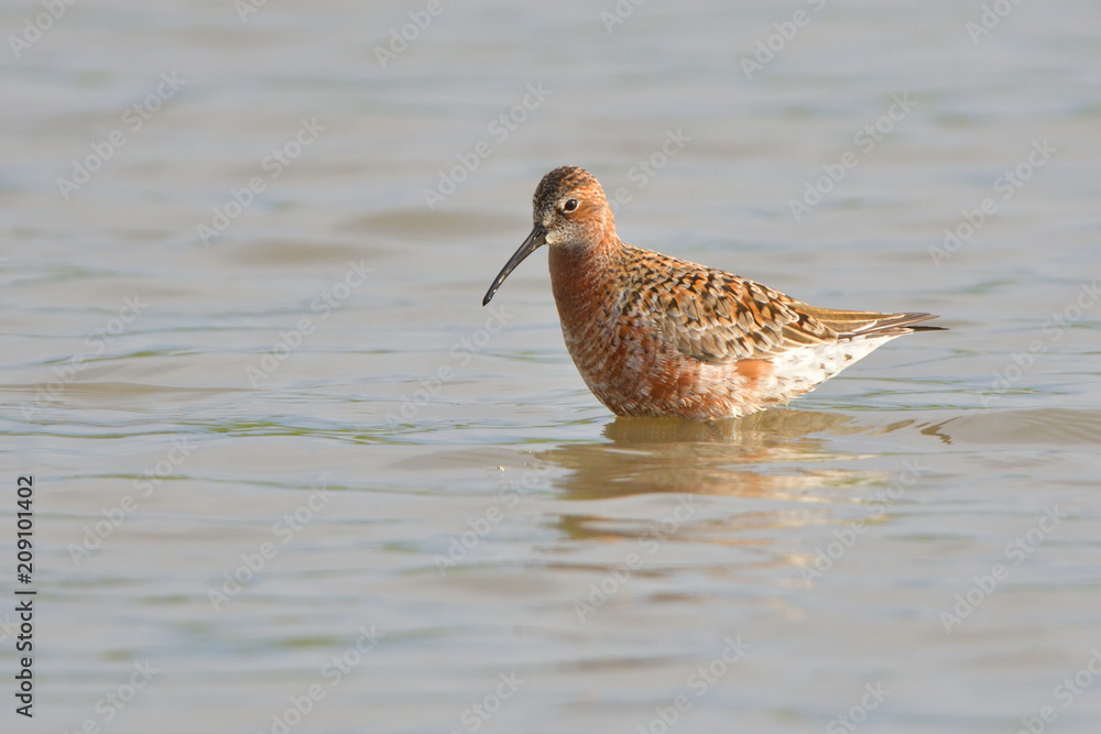 Curlew sandpiper (Caidris ferruginea)