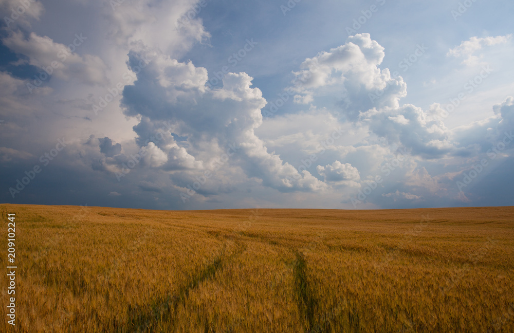Summer landscape with wheat field and stormy clouds