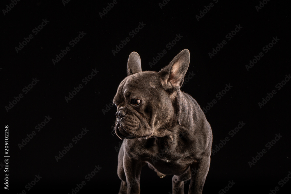 Black French Bulldog on black background