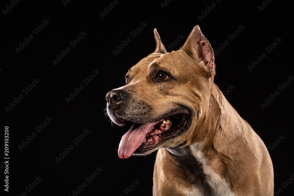 Pit bull dog portrait close-up in studio with black background