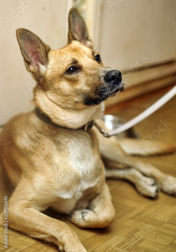 red-haired short-haired dog half-breed in a collar photo