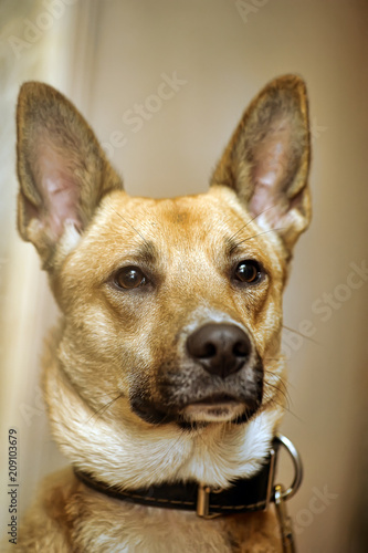 red-haired short-haired dog half-breed in a collar photo