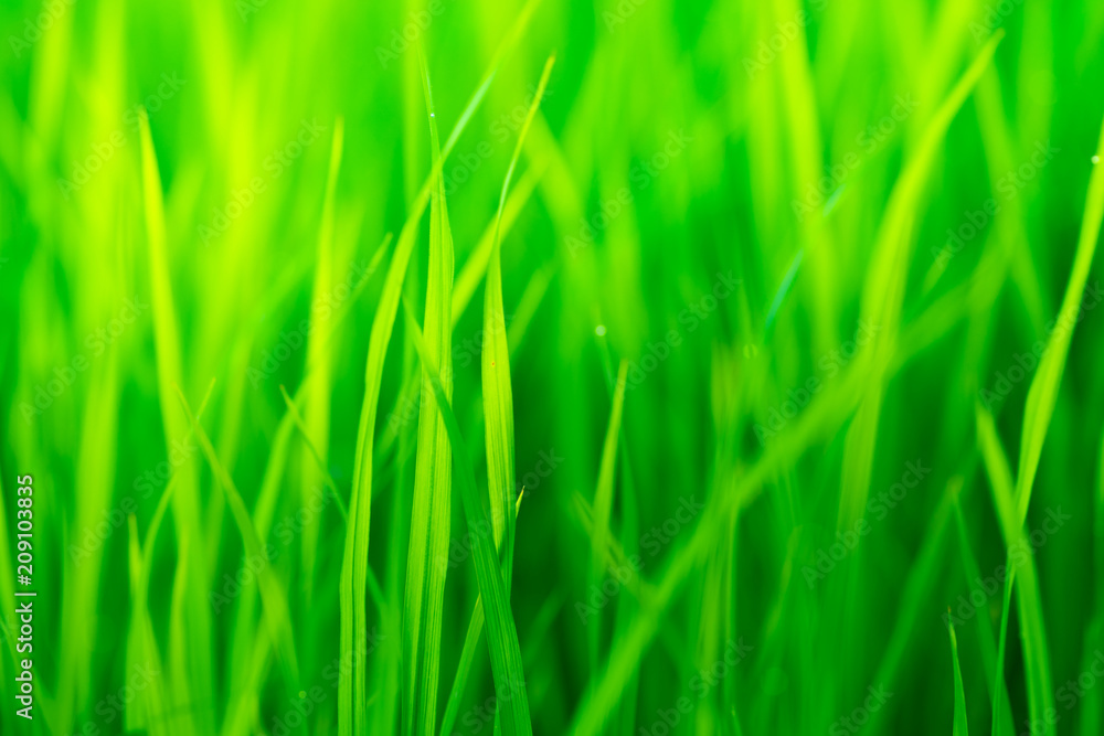 close up green grass for background design