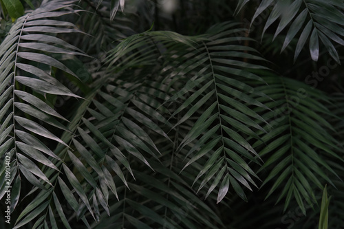 palm leaves background